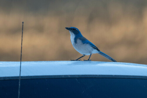 iNaturalist observation photo of California Scrub-Jay
