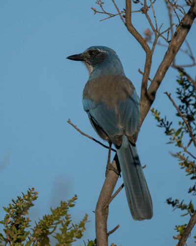 iNaturalist observation photo of California Scrub-Jay