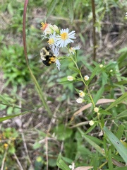 Symphyotrichum lanceolatum