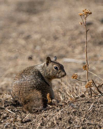 iNaturalist observation photo of California Ground Squirrel