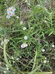 Symphyotrichum lanceolatum