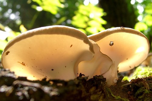 Bay Polypore