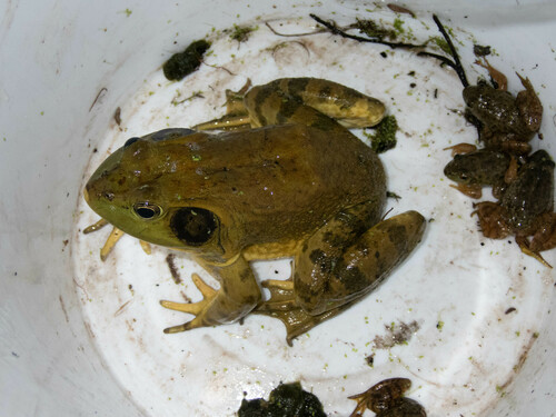 iNaturalist observation photo of American Bullfrog