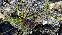 Carex nardina