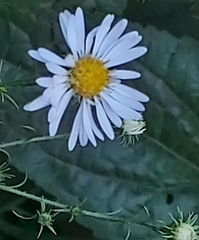 Symphyotrichum pilosum pilosum