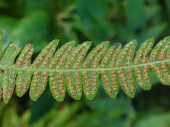 Amauropelta noveboracensis