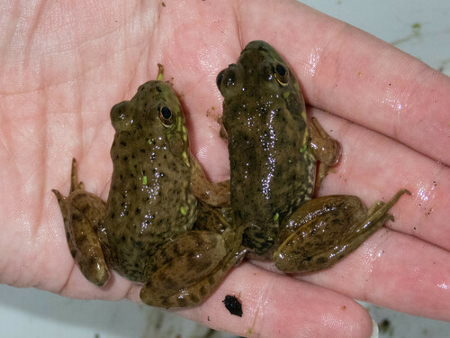 iNaturalist observation photo of American Bullfrog