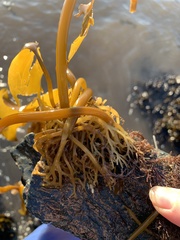 Saccharina latissima