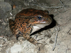 Rana draytonii