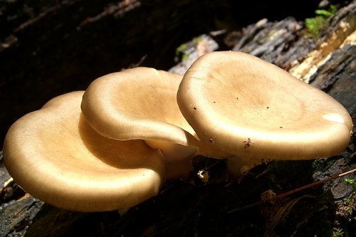 Bay Polypore