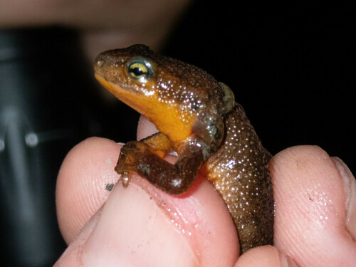 iNaturalist observation photo of California Newt