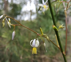 Dianella caerulea