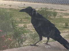 Corvus cryptoleucus