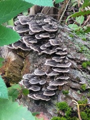 Trametes versicolor