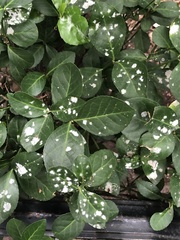 Erysiphe euonymicola