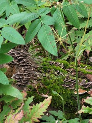 Trametes versicolor