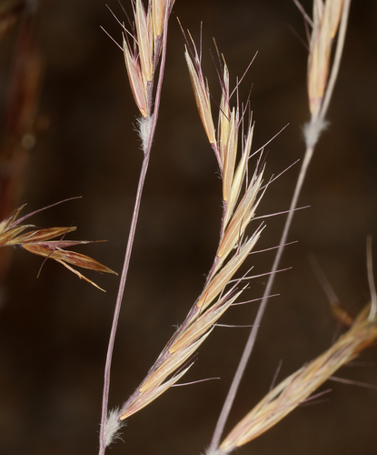 Bouteloua eriopoda (Torr.) Torr.