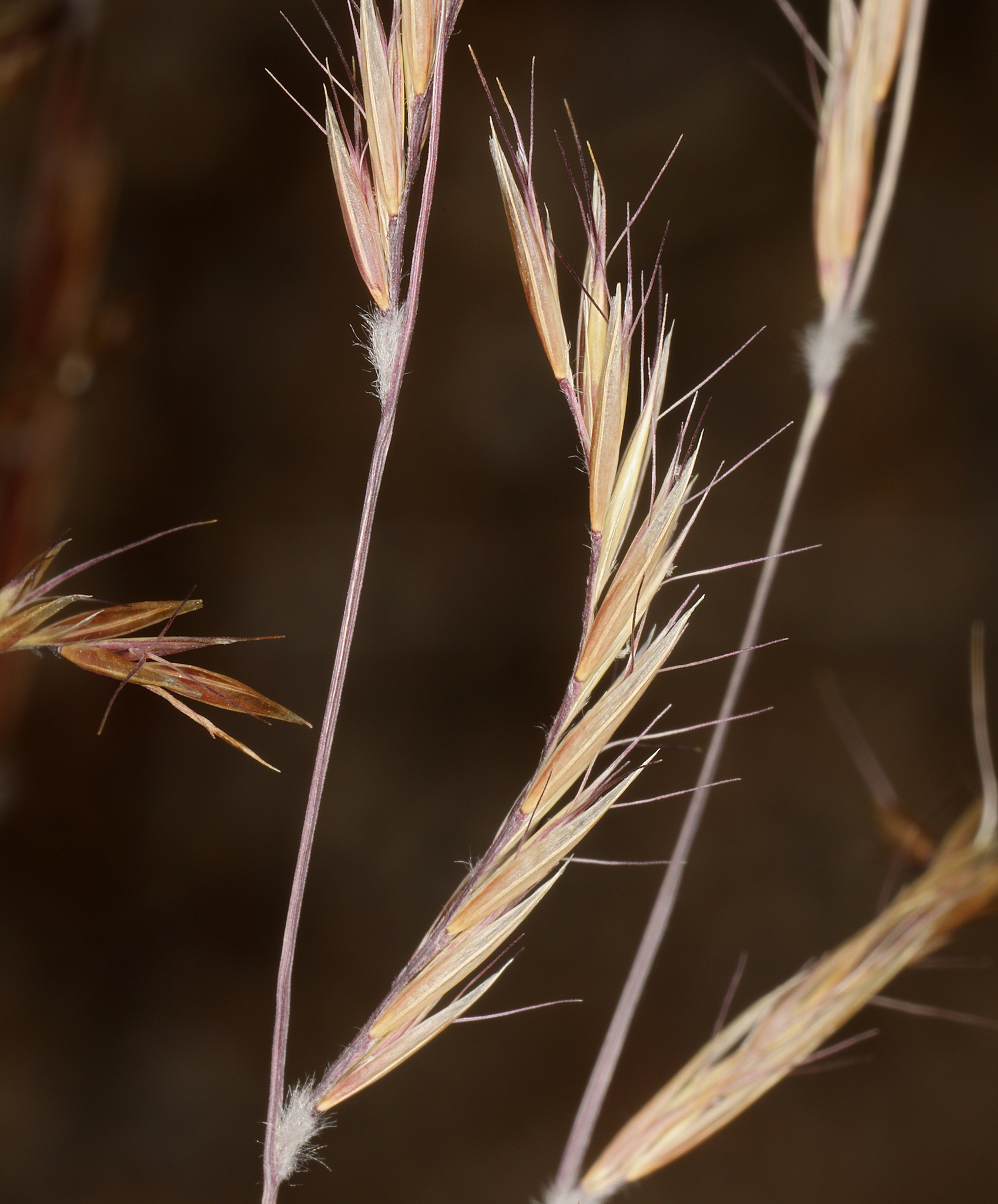 Bouteloua eriopoda
