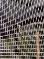 Stenacron interpunctatum