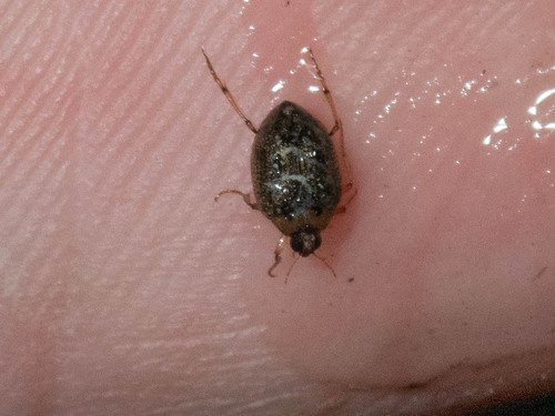 iNaturalist observation photo of Peltodytes callosus