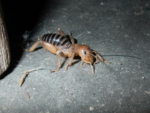 iNaturalist observation photo of North American Jerusalem Crickets
