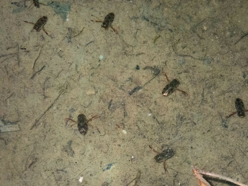 iNaturalist observation photo of Corixinae