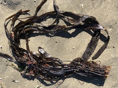 Laminaria sinclairii