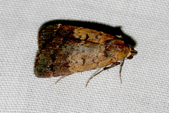 Hydrillodes funestalis