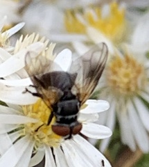 Phasia obesa