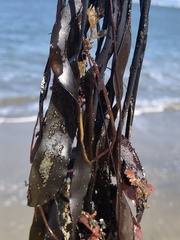 Laminaria sinclairii