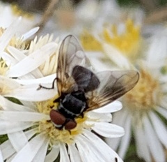 Phasia obesa