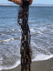 Laminaria sinclairii