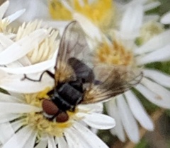 Phasia obesa