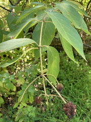 Cephalanthus