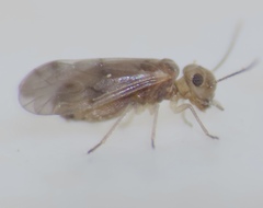 Peripsocus