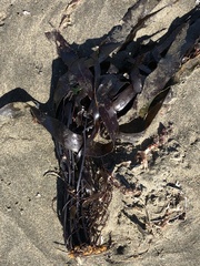 Laminaria sinclairii