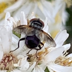 Phasia obesa