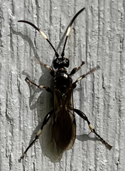 Ichneumon