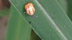 Cheilomenes sexmaculata