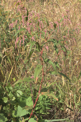 Persicaria lapathifolia