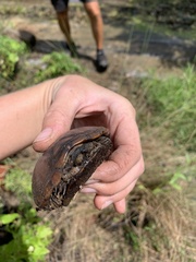 Kinosternon subrubrum