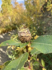 Rabdophaga strobiloides