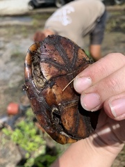 Kinosternon subrubrum