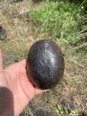 Kinosternon subrubrum