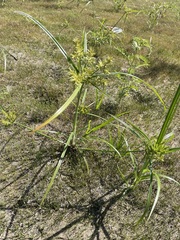 Cyperus odoratus