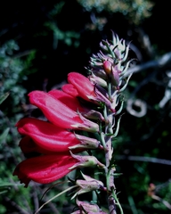 Lamourouxia multifida