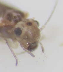 Peripsocus