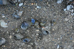 Cipangopaludina chinensis