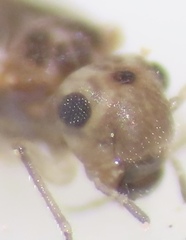 Peripsocus
