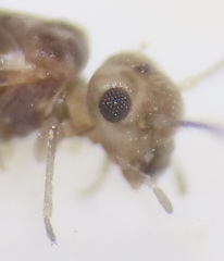Peripsocus